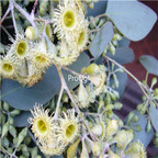 19usd Ngryise 30000Pcs A Set   Eucalyptus polyanthemos Schauer  seed