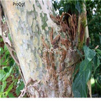 19usd Ngryise 500Pcs A Set  Melaleuca leucadendron seed