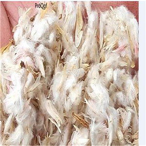 19usd Ngryise 500Pcs A Set  Melaleuca leucadendron seed