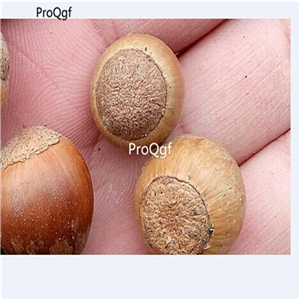 19usd Ngryise 100Pcs A Set  Cyclobalanopsis glauca seed