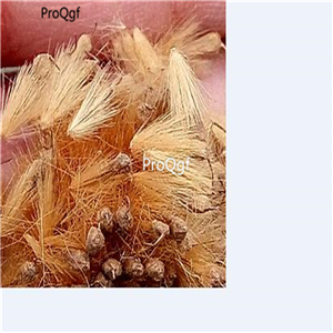 19usd ngryise 3000pcs Firmiana platanifolia seed