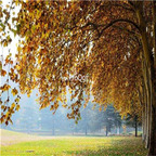 19usd ngryise 3000pcs Platanus acerifolia  seed
