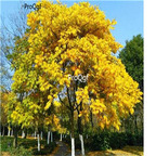 19usd ngryise 3000pcs Catalpa speciosa zijin seed