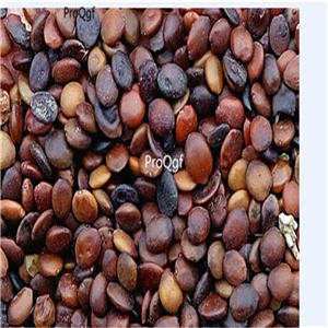 19usd ngryise 3000pcs Catalpa speciosa zijin seed