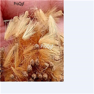 19usd ngryise 3000pcs Platanus occidentalis  seed