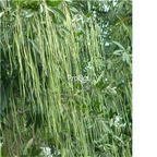 19usd Ngryise 500Pcs A Set Radermachera pentandra seed
