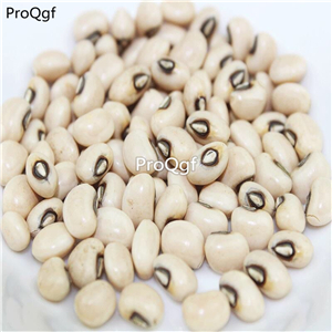 19usd Ngryise 500Pcs A Set Radermachera pentandra seed