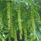 19usd ngryise 1000pcs Salix magnifica fengyang seed