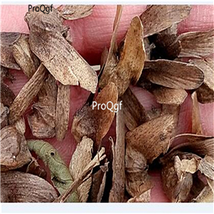 19usd ngryise 1000pcs Salix magnifica fengyang seed