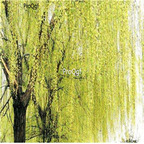19usd ngryise 1000pcs Salix chaenomeloides Krimura fengyang seed