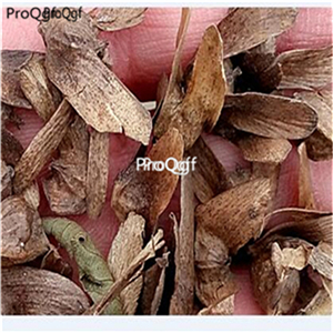 19usd ngryise 1000pcs Salix chaenomeloides Krimura fengyang seed