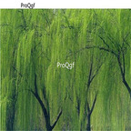 19usd ngryise 3000pcs Salix babylonica seed