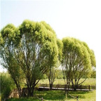 19usd ngryise 1000pcs Salix matsudana  seed