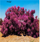 19usd ngryise 1000pcs Tamarix ramosissima  seed
