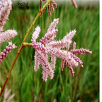 19usd ngryise 1000pcs Tamarix hongjing seed