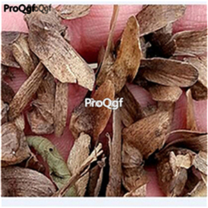 19usd ngryise 1000pcs Tamarix hongjing seed