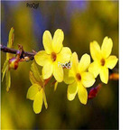 19usd ngryise 3000pcs Jasminum nudiflorum zhenzhumei seed