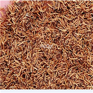 19usd ngryise 3000pcs Jasminum nudiflorum zhenzhumei seed