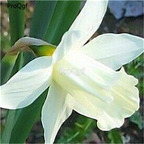 18usd Ngryise 20Pcs A Set narcissus bulb