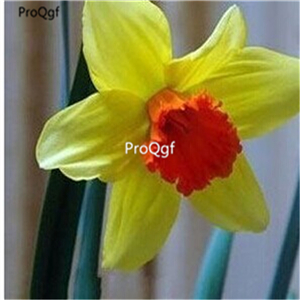 18usd Ngryise 20Pcs A Set narcissus bulb