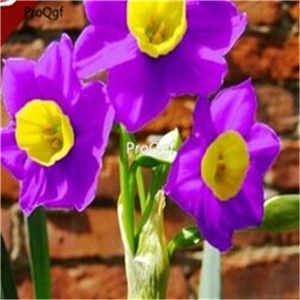 18usd hot Ngryise 20Pcs A Set narcissus bulb