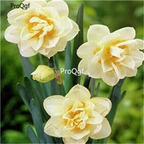18usd cool Ngryise 20Pcs A Set narcissus bulb