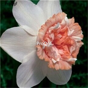 18usd cool Ngryise 20Pcs A Set narcissus bulb