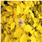 19usd Ngryise 3000Pcs A Set Ulmus pumila jinye seed
