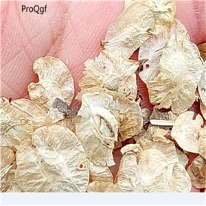 19usd Ngryise 3000Pcs A Set Ulmus pumila jinye seed