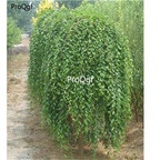 19usd Ngryise 3000Pcs A Set Ulmus pumila Tenue seed