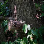 19usd ngryise 3000pcs Ulmus davidiana seed