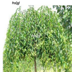 19usd ngryise 3000pcs Ulmus pumila Pendula seed