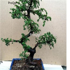 19usd ngryise 3000pcs Ulmus parvifolia seed