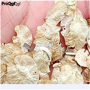 19usd ngryise 3000pcs Ulmus parvifolia seed