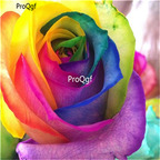 19usd Ngryise 3000Pcs A Set  Rainbow Rose seed