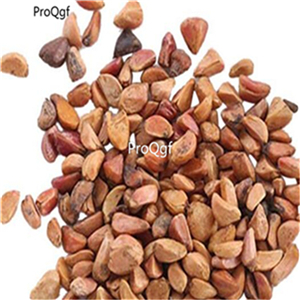 19usd Ngryise 3000Pcs A Set  Rainbow Rose seed