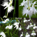 19usd Ngryise 2000Pcs A Set white bird orchid seed