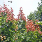 19usd ngryise 500pcs Koelreuteria bipinnata seed