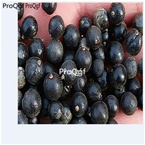 19usd ngryise 500pcs Koelreuteria elegans seed