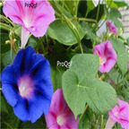 19usd ngryise 3000pcs Pharbitis indica seed