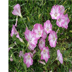 19usd ngryise 3000pcs Calystegia hederacea seed