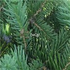19usd Ngryise 3000Pcs A Set  Pinales  seed