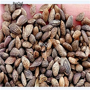 19usd Ngryise 3000Pcs A Set  Pinales  seed