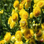 19usd Ngryise 8000Pcs A Set Helichrysum strawflower seed