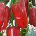 19usd Ngryise 8000Pcs A Set red Bell Pepper Vegetables Capsicum seed