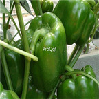 19usd Ngryise 8000Pcs A Set Green Sweet Pepper capsicum seed