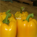 19usd Ngryise 8000Pcs A Set yellow Sweet Pepper capsicum seed