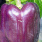 19usd Ngryise 8000Pcs A Set purple Sweet Pepper capsicum seed