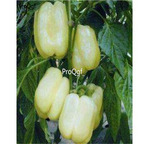 19usd Ngryise 8000Pcs A Set white Sweet Pepper capsicum seed