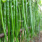 19usd ngryise 8000pcs Green Long Pepper capsicum seed